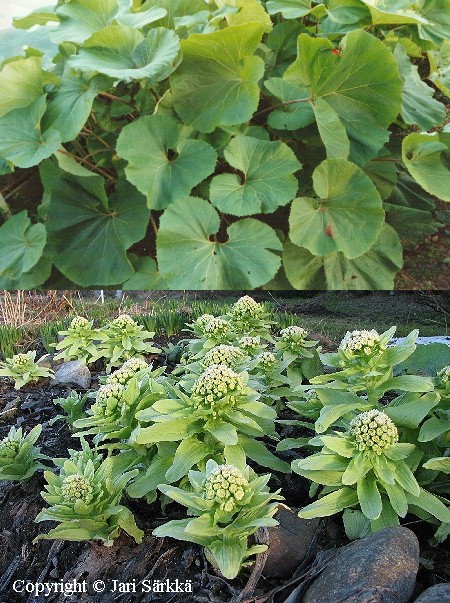  Petasites japonicus giganteus